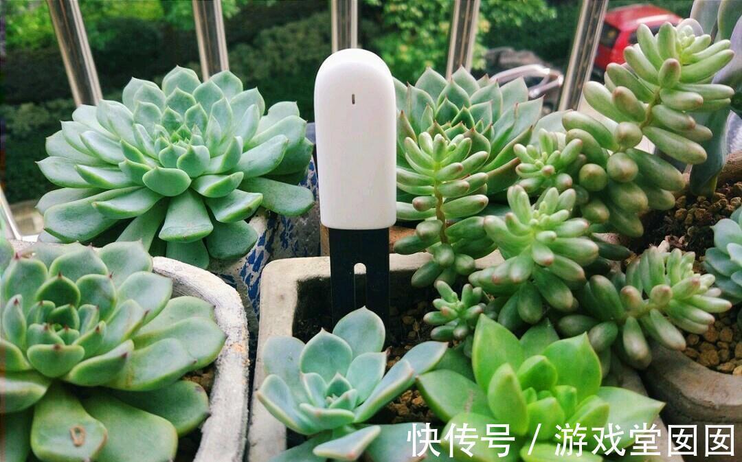 养花不会浇水吗?六大口诀记心间,养啥都能长得旺