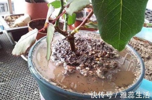 喜欢养花,买一盆烂一盆?问题出在这里,跟着养护专家学起来