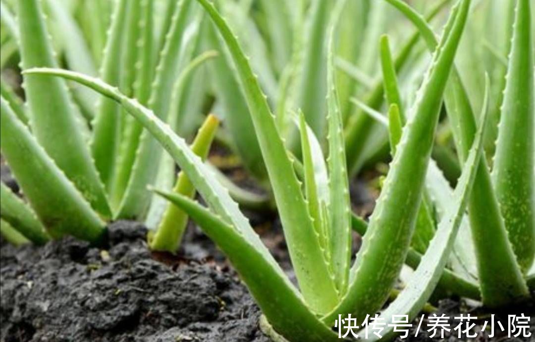 汁液|家里养芦荟，有4大好处，建议养一盆