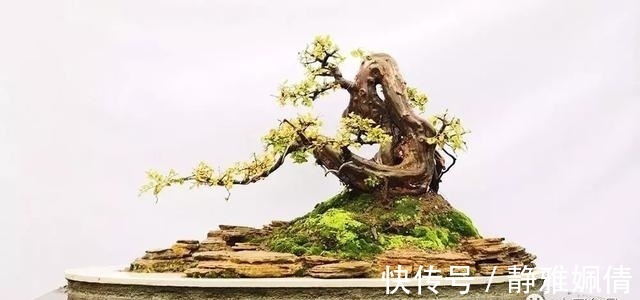 新貌|一组盆景作品欣赏，能达到法严、形美、意放、韵胜才是佳作