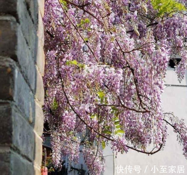 专用|这种花梦幻得要命,被称为婚礼专用花,自家阳台就能种!