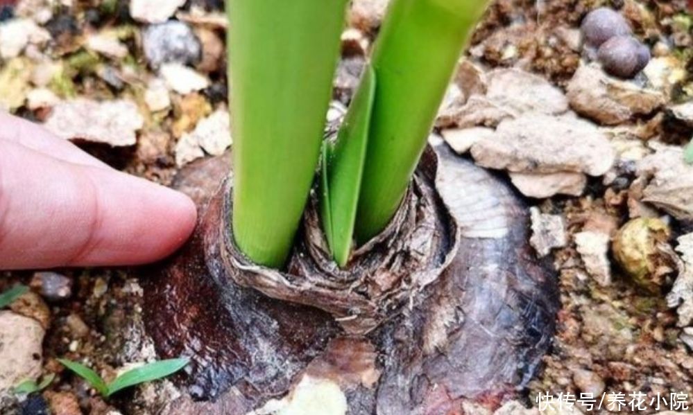 光合作用|夏天朱顶红这么养，种球长得硕大饱满，花期才能开花更大更鲜艳