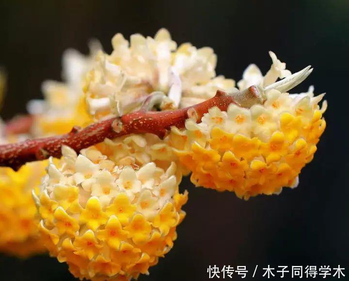 打结花!真漂亮啊!