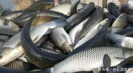 冬天吃鱼,专挑4种鱼,应季而食营养高味道好,买的都是聪明人!