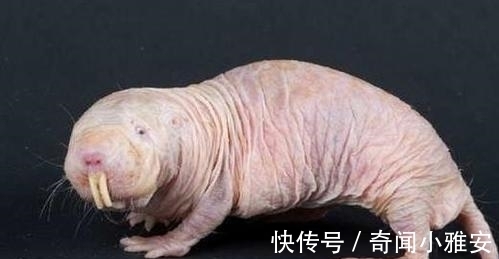 9条趣味冷知识,有趣又好玩,原来腿太细也并不是一件好事