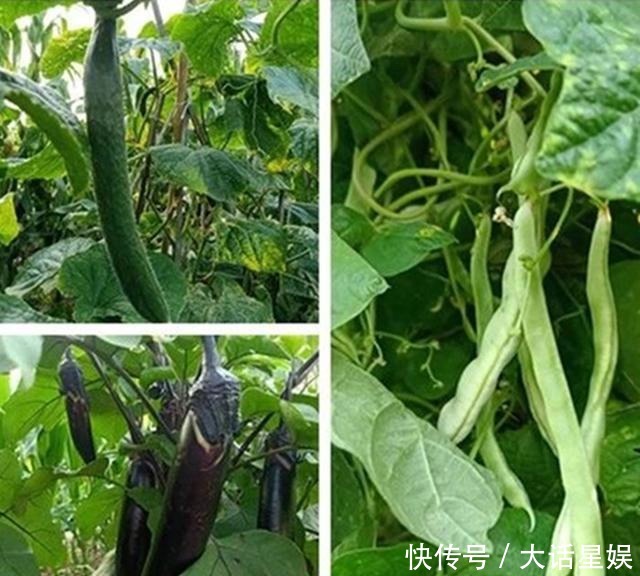 五言诗|一首题为《谎言》的五言诗,写出掖县老父亲的抗战往事