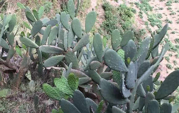 农村“穷养”多肉,一养一个大老桩,群生养爆盆