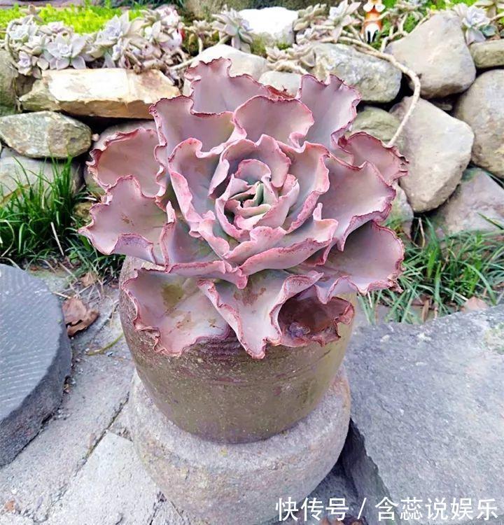 坛子|他用菜坛子种多肉，1分不花，呼呼长成“大米饭”！
