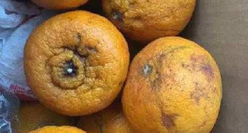 烂了一小部分水果，还能吃吗？实验证明：只有一种情况才需要扔掉