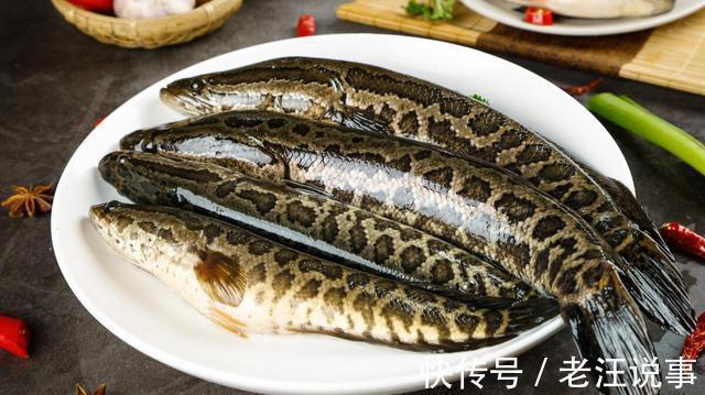 大黑鱼|钓友钓上来一条大黑鱼,没敢带回家,看了看赶紧放了,什么情况