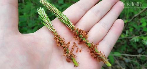 见到|松树身上一种稀罕物,老农常用它泡酒,晒干60元一斤,见到别错过