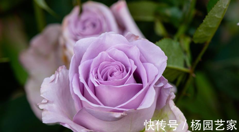 枝条|将藤本月季养成花墙,这些雷区要避开,说一说月季牵引那点事