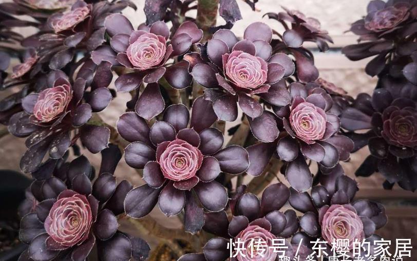 肉友|法师系多肉都有臭味?那是谣传,此8种法师都没味道,大家放心养