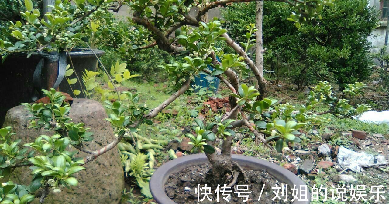 100年的黄杨盆景是怎么养出来的,我总结了下面这些老师傅经验