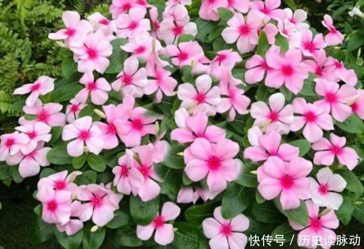 不停|适合家养的几种花卉,全年开花不停,随手一养就爆盆