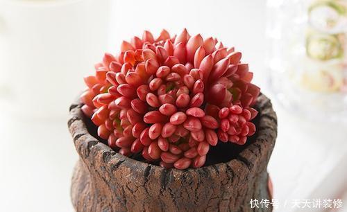 花友|美美的多肉红宝石,颜色鲜红长成手捧花,原来是这样养出来的