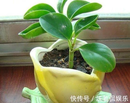 养这8种植物根本不用买,随便摘下一片叶子,插在土里就能活