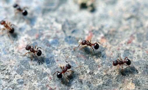 厕所|清朝1将军野外上厕所，发现1群蚂蚁，立即下令道：赶紧撤退，违令者斩！