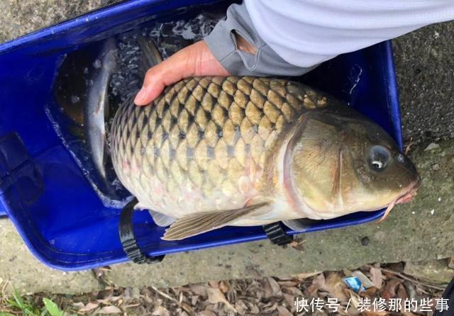 玉米|螺鲤加上918，夏季钓鲤鱼就这样开饵，可别再求配方了