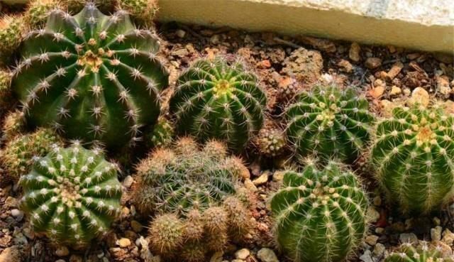 酸碱度|用白糖、白醋来养花,全都比不过1勺“白粉末”,除虫沤肥效果好