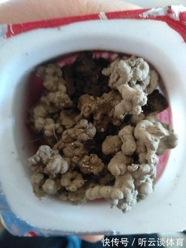 好东西|路边捡点“好东西”,拿回家养花,花长得特壮