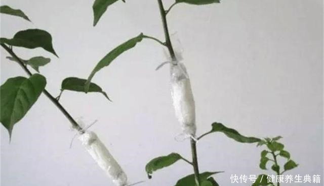 养花不生根赶紧塞团卫生纸,大白根蹭蹭冒!养花不生根赶紧塞团卫生纸,大白根蹭蹭冒!