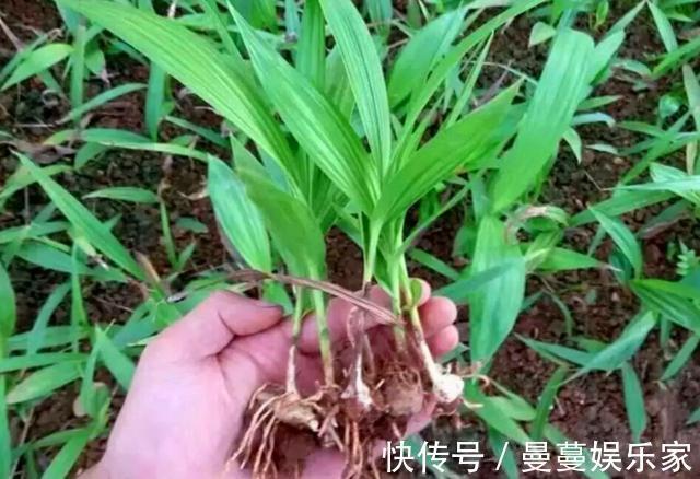农村这种野生植物叫“白芨”,对于烫伤有好用,遇见请多加珍惜