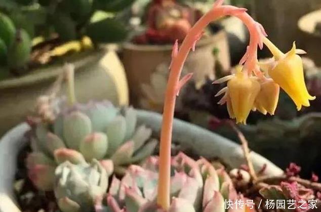 本身的营养|多肉植物开花了,怎么办?肉友:四点原因须剪掉!