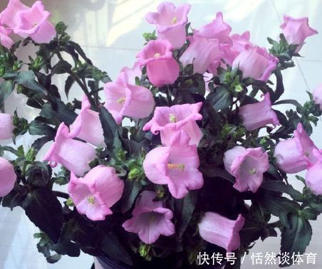 新手养花,不如养盆花中精品“哈洛卡尔”,似古典美女,清雅高尚