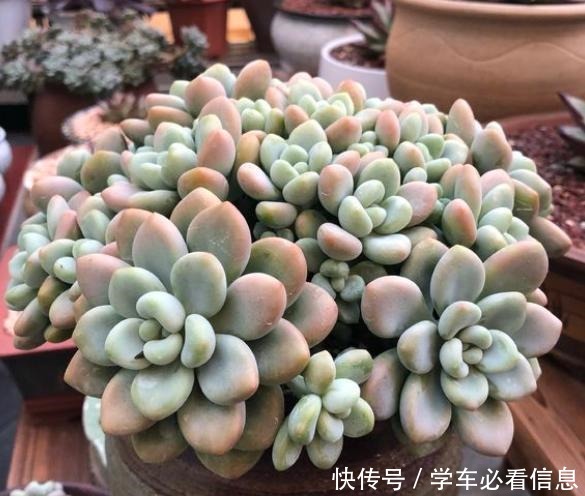 阳台养多肉,记住“4要点”,照样养出美美的多肉!