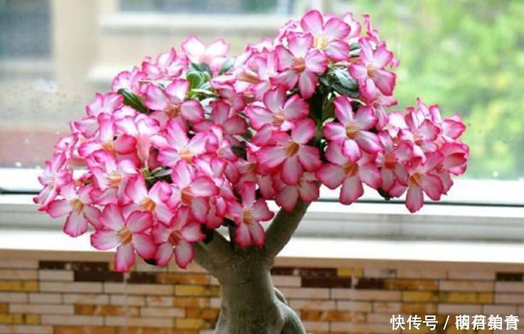 3种花冬季要“虐待”,最好一点水也不要浇,浇水反而会烂根!