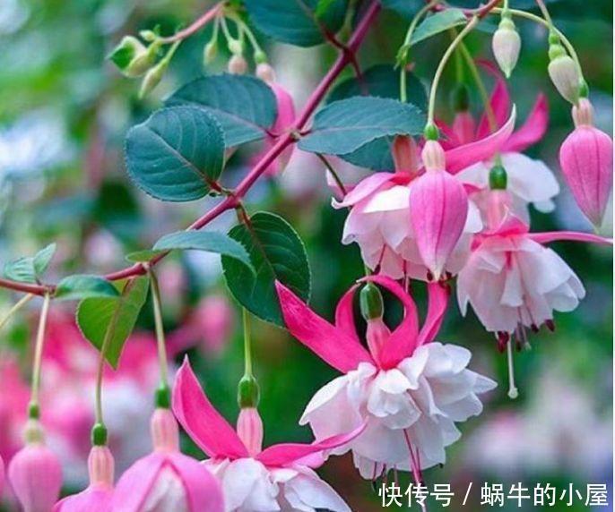 漂亮|最火爆的4种花,一开就是200天,满树都是花朵,漂亮极了