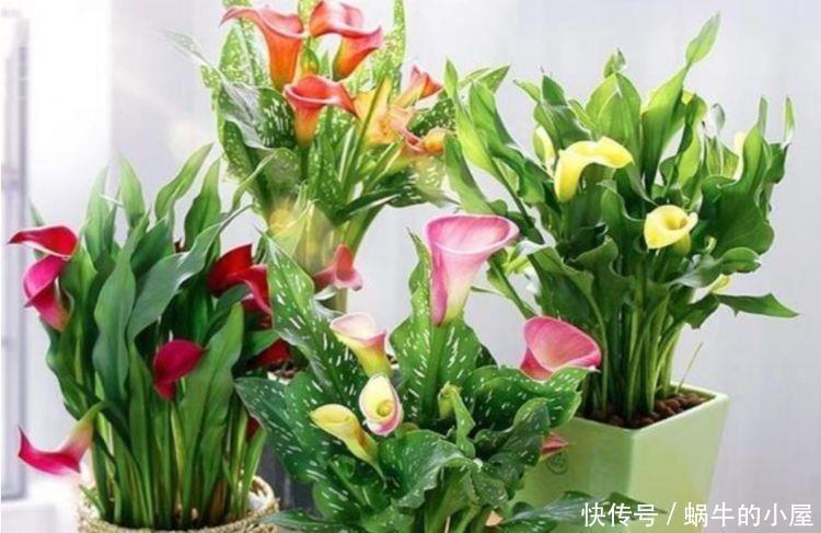 几种花羊杂阳台,变花海瀑布,花期长达200天