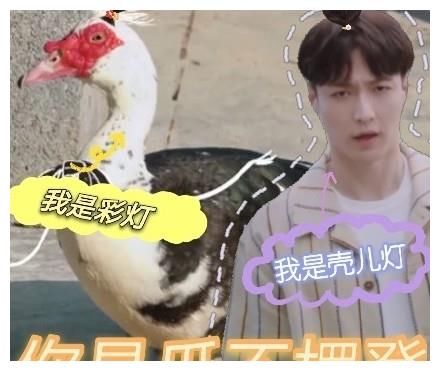 《向往5》不如叫“向往的极挑”，黄磊变老狐狸，张艺兴继续造梗