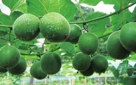 香蕉|想长寿全靠吃，3种食物不能少，排毒养颜，提高免疫力！