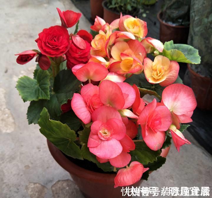 花卉|此1种花，花期超长，能开9个月，养一盆天天有花看