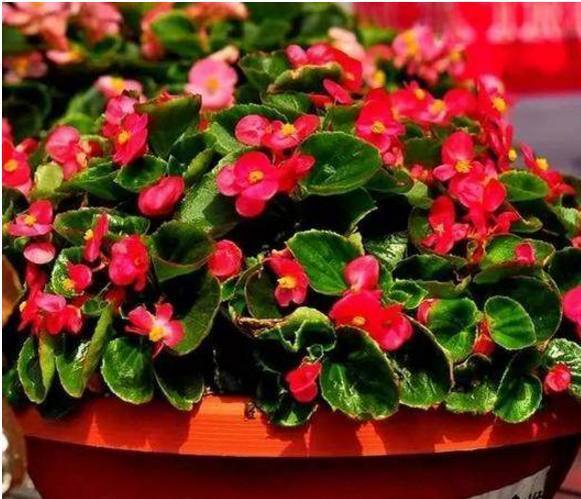 以下10种全年都能开花的室内盆栽,超好养护又容易爆盆!