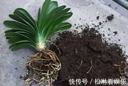 植株|养君子兰，一片叶也别剪，否则一朵花也不开，叶片越多越开花