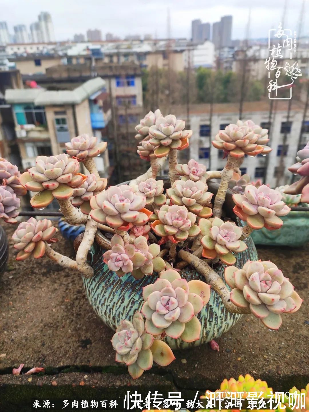 长势|为提升免疫力而养多肉植物,养肉后,体弱的我身体越来越好!