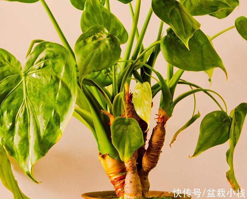 夜来香|你养的花,可能是“毒花”,盘点8种常见毒花