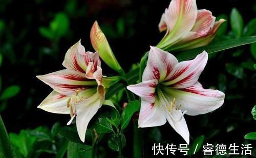 休眠期|朱顶红花后休眠期管理,地栽盆栽培壮为先