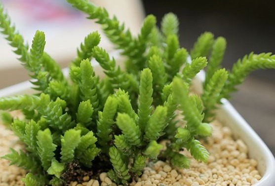 种植多肉植物,不妨试试这些,呆萌好看好养活,养在客厅不占地方