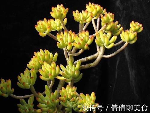 叶片|5种直立性很强的多肉,轻松养出精致漂亮的直立桩,别有一番韵味