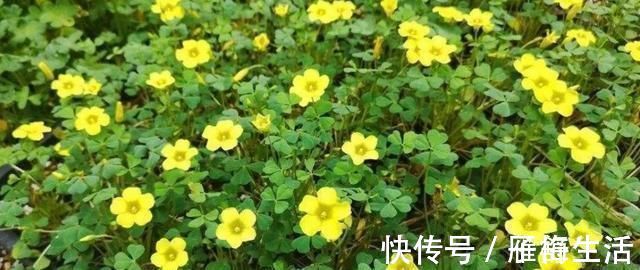 植物|野外有3种“植物”，遇水就活，非常好养，还能做盆景