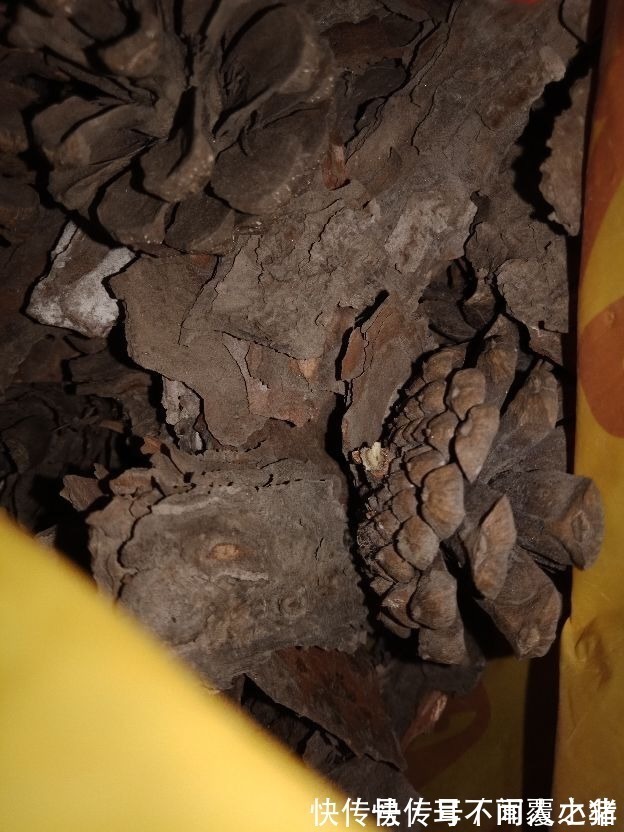 木炭|花盆里垫点小东西,大大增加透气性,养花不烂根!