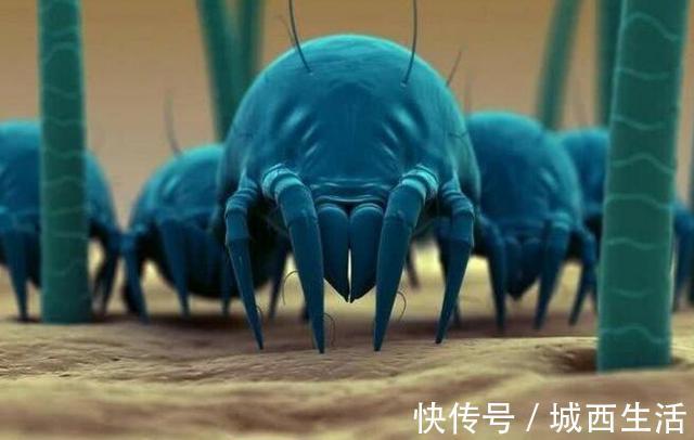 枕头上有这些痕迹,说明被螨虫寄生,教你一招床上无螨虫