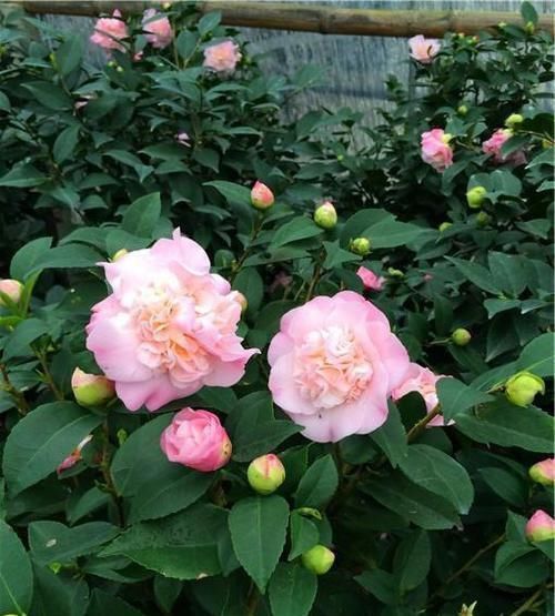 开花最浓最香的花卉，一开就是大半年，花大色艳，南北方都能养