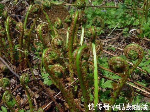 鸡枞菌鸡枞菌|乡下的几种野菜，作为农村人的我都没见过几种，你认识吗