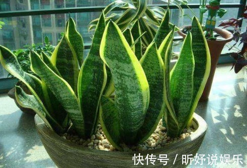 家居养花用它来养虎皮兰,养10年都不会烂根还能开花!