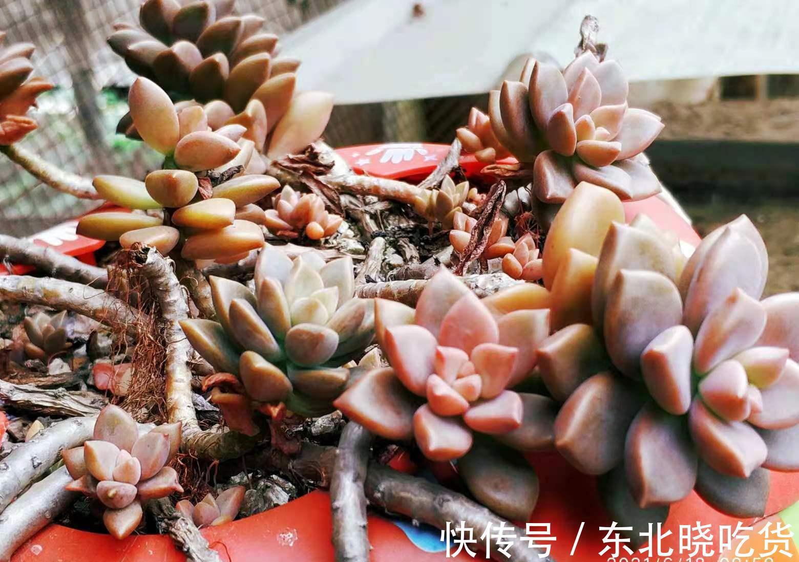 别人的多肉越养越美,你的却越养越丑?8年肉友告诉你是什么原因